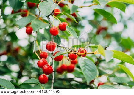 Red Ripe Cherry Berries Prunus Subg. Cerasus On Tree In Summer Vegetable Garden