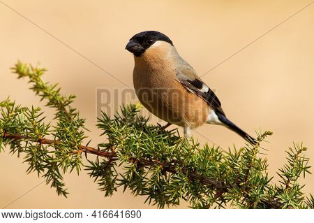 Female Of Eurasian Bullfinch, Pyrrhula Pyrrhula, Resting On The Common Juniper