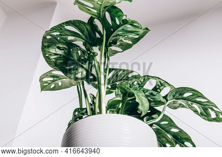 Monstera Monkey Mask, Or Official Name Monstera Adansonii, The Adansons Monstera, Swiss Cheese Plant