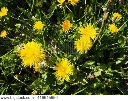 Dandelion Bloming, Close-up Of Bright Yellow Flowers Of Taraxacum Against The Background Of Green Gr