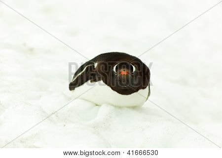 Gentoo Penguine, Lying In Snow, Antarctica