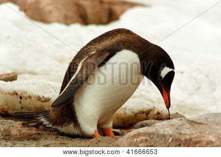Single Gentoo Penguine, Antarctica