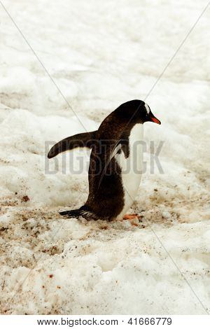 Gentoo Penguine Walking In Snow, Antarctica