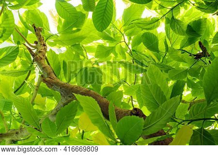 Green Leaves Isolated On White Background. Pisonia Grandis.young Leaves Of Green Trees In The Daytim