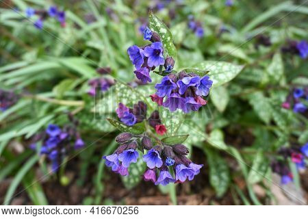Vivid And Bright Pulmonaria Flowers On Green Leaves Background Close Up.