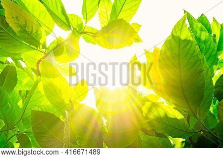 Green Leaves Isolated On White Background. Pisonia Grandis.young Leaves Of Green Trees In The Daytim