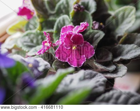 Saintpaulia Aka African Violet(scientific Name Streptocarpus Saintpaulia) Plant Purple Flower