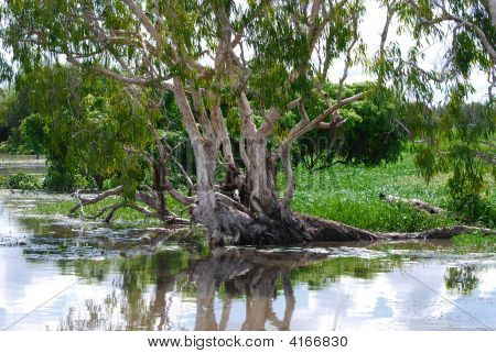 Reflexión del árbol