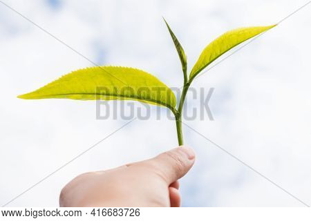 Top Tea Leaves, Natural Products, Are Ingredients In Making Beverages. Selected Fresh Tea Leaves In 