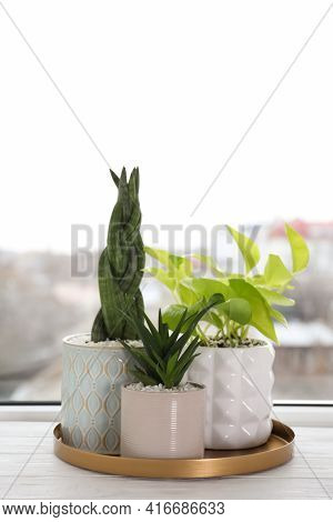 Beautiful Aloe With Sansevieria And Scindapsus In Pots On White Wooden Windowsill. Different House P