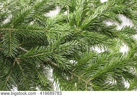 A Background With Many Nordmann Fir Branches