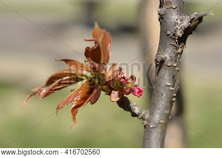 Japanese Flowering Cherry Kanzan - Latin Name - Prunus Serrulata Kanzan