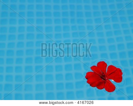 ดอกไม้สีแดงหนึ่งในสระว่ายน้ำ