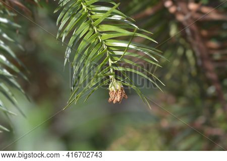Chinese Fir - Latin Name - Cunninghamia Lanceolata
