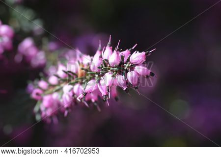 Darley Dale Heath - Latin Name - Erica * Darleyensis Darley Dale