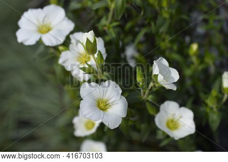 Mountain Sandwort - Latin Name - Arenaria Montana