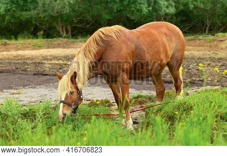 Hungry Red Horse Is Eating The Grass In Outdoors.