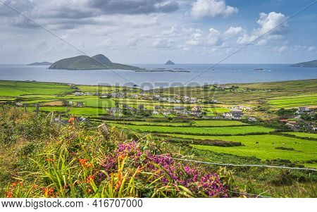 Wildflowers Blooming At Spring Near Road Leading To Dunquin Village. Beautiful Panoramic View On Din