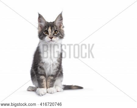 Cute Tortie Maine Coon Cat Kitten, Leaning Towards Camera Over Edge. Looking Curious To Camera. Isol