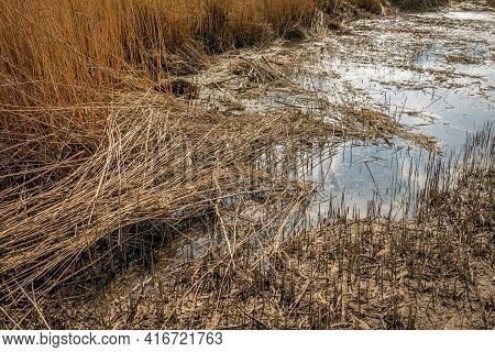 Closeup Of Broken Reed Stems In A Swampy Area Of A Dutch Nature Reserve. It Is Now Spring And New Fr