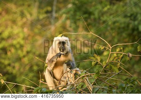 Tarai Gray Langur Or Northern Plains Gray Langur Or Semnopithecus Hector In Natural Green Background