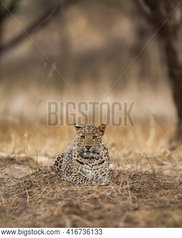 Indian Wild Male Leopard Or Panther With Eye Contact During Outdoor Jungle Safari At Forest Of Centr