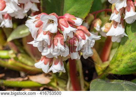 Spring View Of Flowers Of Heartleaf Bergenia, Bergenia Crassifolia.
