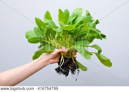 Woman Holding Bok Choy On Blur Background, Vegetable Concept.