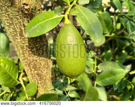 Green Lemon Fruit And Leaves The Garden Tree