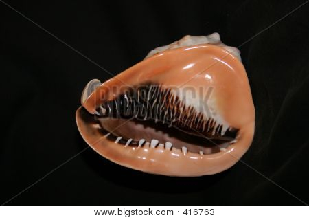 Shell