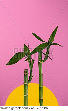 Bamboo Stalks On A Colored Background Concept
