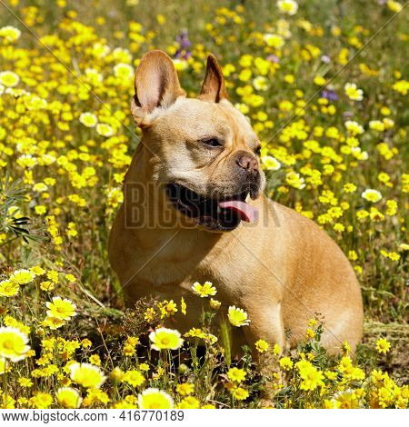 5-year-old Male Frenchie Sitting In Blooming Tidytips Field. Springtime In Northern California.