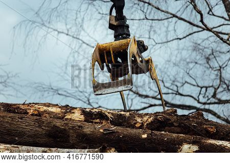 Front Loader For Loading Timber. An Industrial Tractor Transports Felled Wood. Wood Processing Plant