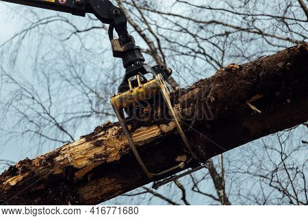 Front Loader For Loading Timber. An Industrial Tractor Transports Felled Wood. Wood Processing Plant