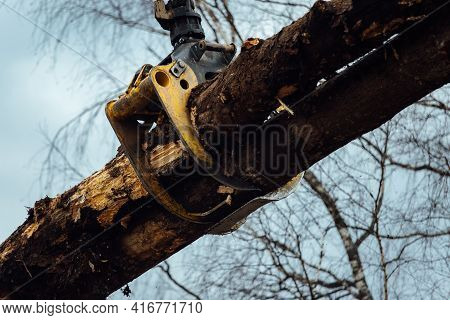 Front Loader For Loading Timber. An Industrial Tractor Transports Felled Wood. Wood Processing Plant