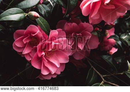 Beautiful Pink Evergreen Camellia Tree With Blooming Flowers During Springtime In English Garden, Uk