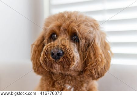 Cavapoo Dog On The Couch, Mixed -breed Of Cavalier King Charles Spaniel And Poodle.