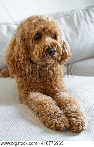 Cavapoo Dog On The Couch, Mixed -breed Of Cavalier King Charles Spaniel And Poodle.
