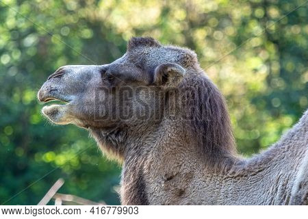 The Bactrian Camels, Camelus Bactrianus Is A Large, Even-toed Ungulate Native To The Steppes Of Cent