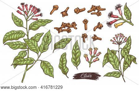 Clove Ingredients - Flowers, Leaves, Branch And Buds A Vector Isolated Set.