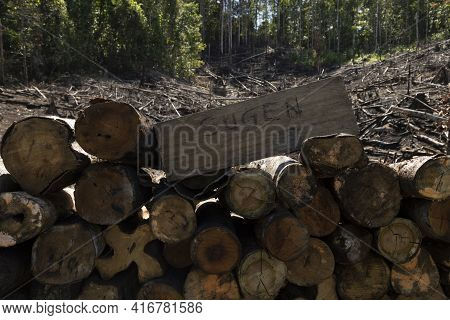 Tropical Rainforest, Burned, Felled And Destroyed, For Timber Extraction, Livestock And Monocultures