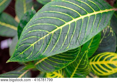 Sanchezia Speciosa Leonard. Close-up Of Vivid Green Leaves With Yellow Veins On Them. Natural Backgr