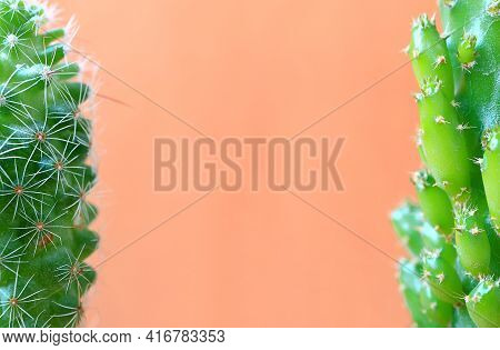 Closeup Of Partially Mini Fairy Castle Cactus And Ladyfinger Cactus Isolated On Salmon Pink Backgrou