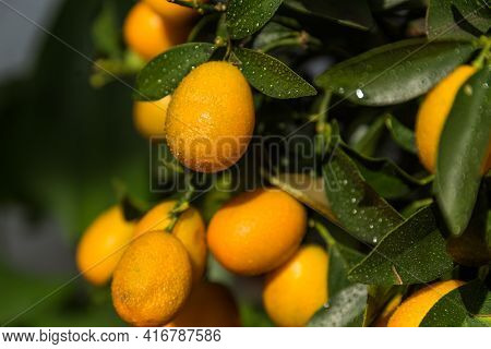 Kumquats As Vitamin-rich Fruit - Citrus Fruit, Dwarf Oranges, Fresh Fruit