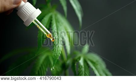 Dropper With Hemp Oil In The Doctors Hands With Cbd Cannabidiol Next To The Cannabis Leaf And Drop O