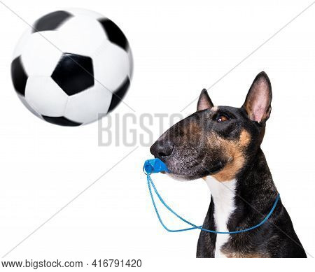 Referee Arbitrator Umpire Bull Terrier Dog Blowing Blue Whistle In Mouth ,  Isolated On White Backgr