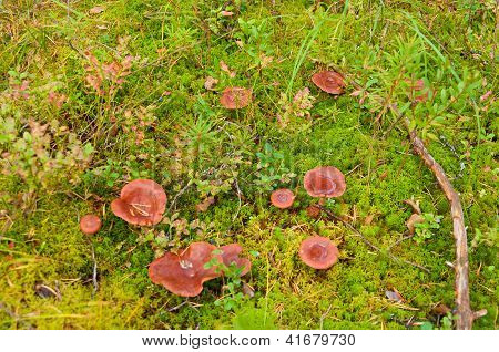 이끼에서 Milkcap 버섯