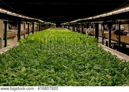 Fresh Arugula Leaves, Close Up. Lettuce Salad Plant, Hydroponic Vegetable Leaves. Organic Food ,agri