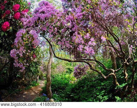 Rhododendrons In The Park