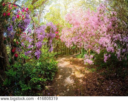 Rhododendrons In The Park